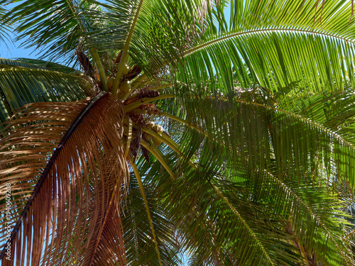 A coconut palm tree growing on the coast of Phuket, viewed from the bottom up, with large spreading leaves and ripening coconuts visible at the top