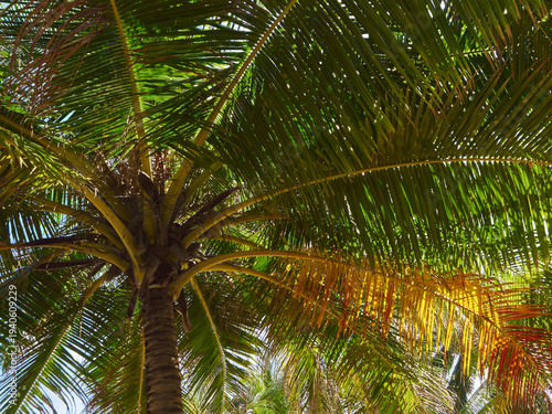 Large spreading branches of a coconut palm, with narrow and long leaves, daylight passes through them, a beautiful still life
