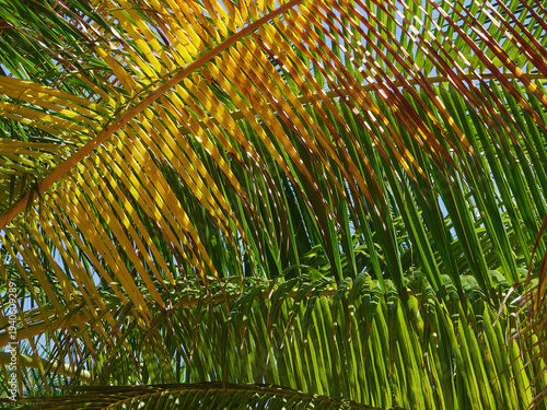 Close-up of coconut palm branches, long and narrow leaves of yellow and green color, sunny day, creating a bright unique natural texture
