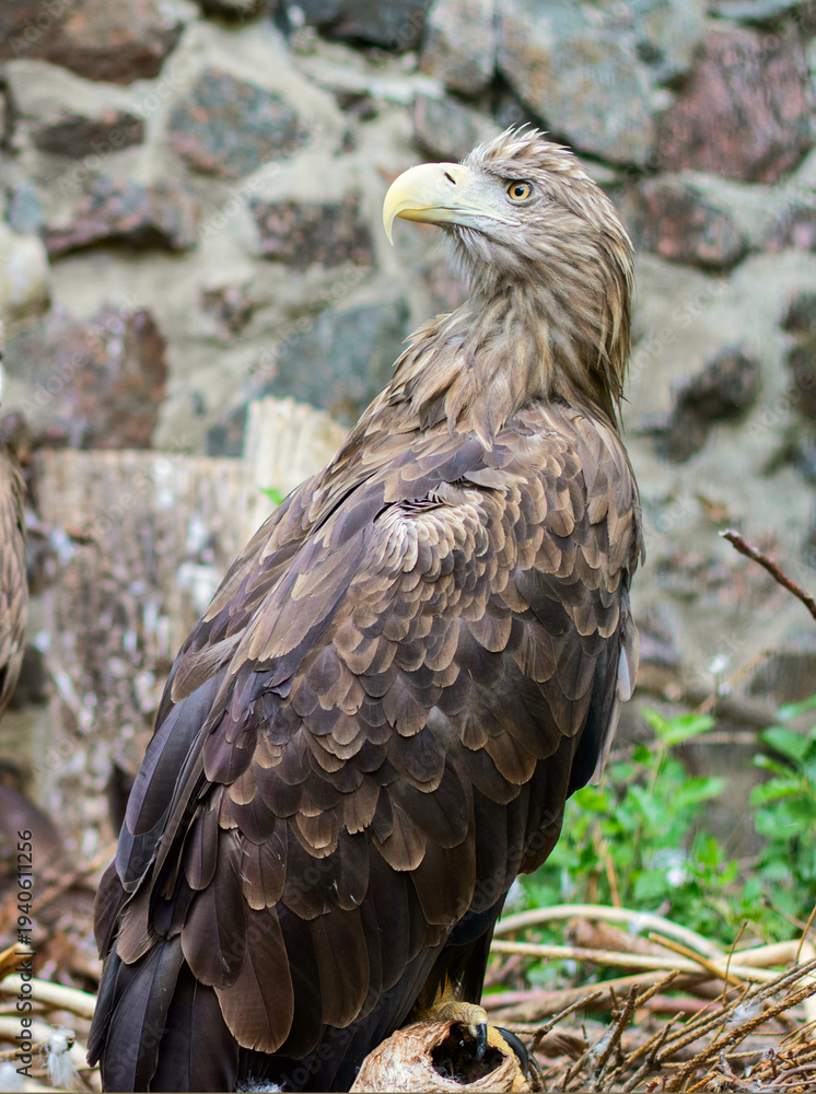 Obraz premium White-tailed eagle