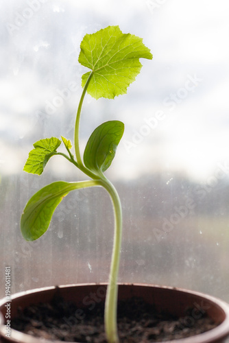 Young squash plant seedling with a few leaves on windowsill, home gardening and indoor spring planting