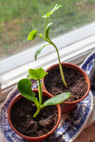 Young squash plant seedling with a few leaves on windowsill, home gardening and indoor spring planting