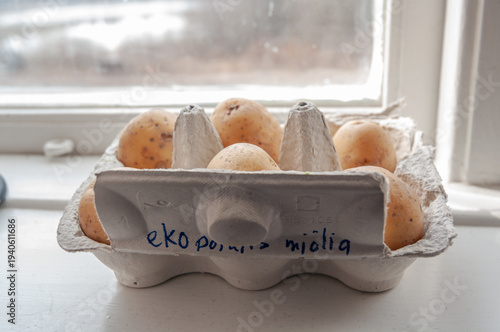 Organic seed potatoes sprouting indoors