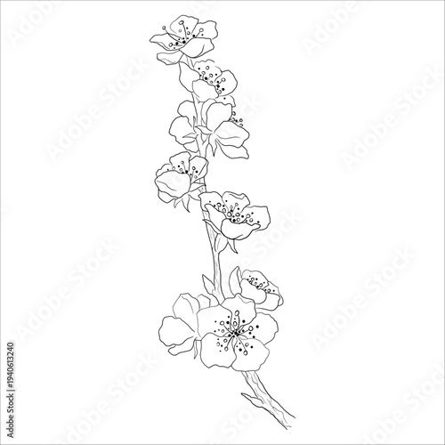 Monochrome Drawing of a Flowering Apricot Tree Branch