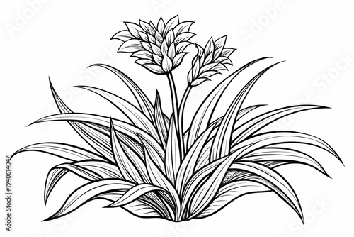 Photography coloring-page line art the monkey grass flower black vector