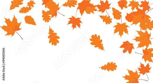 Autumn falling leaves frame with maple and oak foliage illustration isolated on white background for seasonal decoration, fall banner, and thanksgiving design