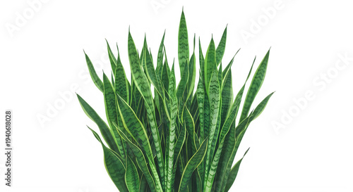 Fresh bunch of green chives growing in a natural setting