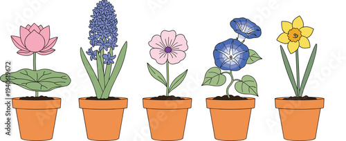 Potted flowers collection lotus hyacinth cosmos morning glory daffodil plants vector illustration set