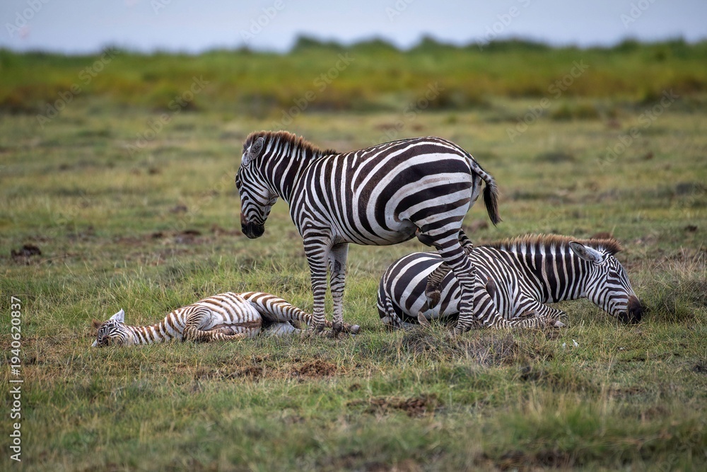 Fototapeta premium zebra family resting in the green grass of the African Savannah at Amboseli National Park in Kenya