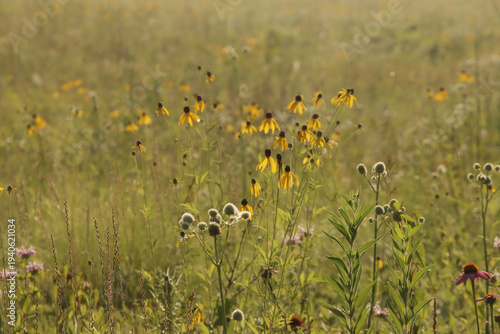 field of yellow flowers