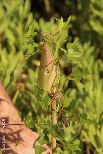 Milkweed Pod