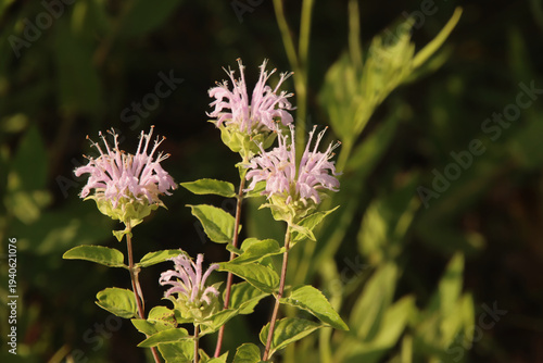 purple thistle flower