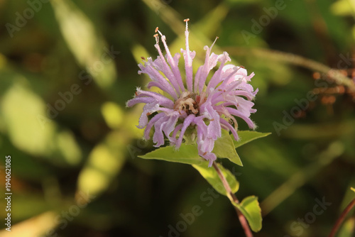 close up of a pink flower