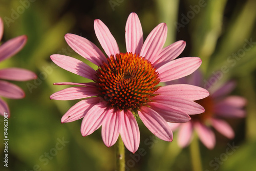 close up of pink flower