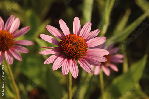 pink cosmos flower