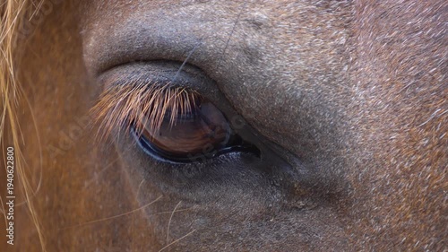 Close up of a horse eye with blinking and with a slow zoom out
