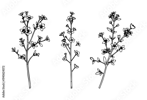 Thyme sprig set with black line art against a white background featuring botanical, line drawing, floral details with herbs and foliage