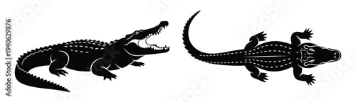 Two black alligators or crocodiles facing each other in a confrontational stance on a white background