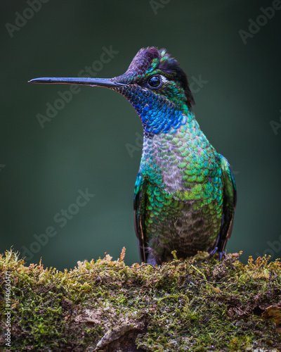 Talamanca hummingbird or admirable hummingbird (Eugenes spectabilis)