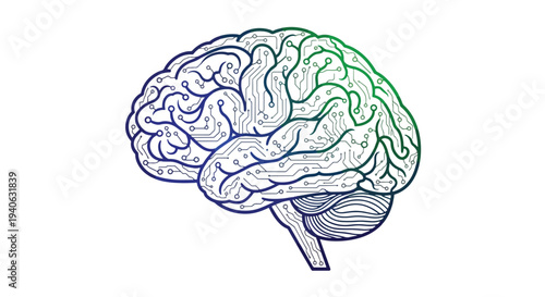Human brain illustration with highlighted section.
