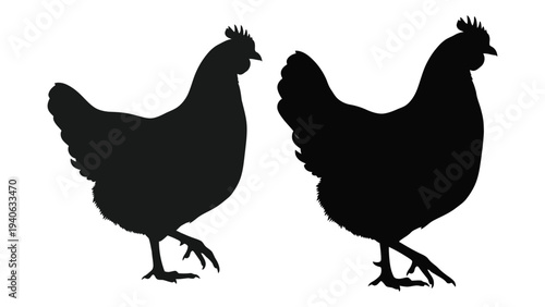 Two black chickens standing side by side