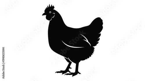 A black chicken standing on a surface