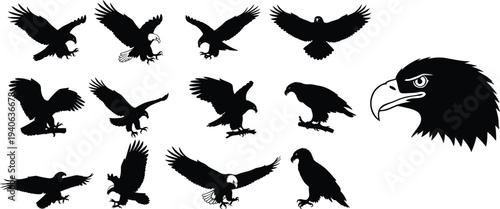Silhouette of various eagle poses and a close up head in black on white background silhouette