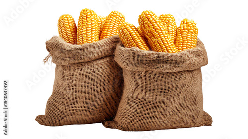 Two burlap sacks filled with golden corn on the cob isolated on transparent background