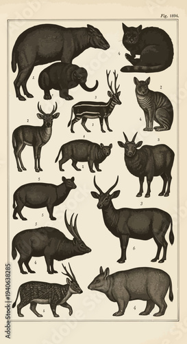 Vintage Engraving of Various Mammals Collection: Detailed Black and White Zoological Illustrations for Educational or Decorative Use