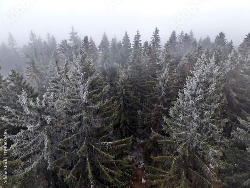 Dense fog envelops snowy evergreen trees. Chilly fog drapes over frostcovered pine forest in silence