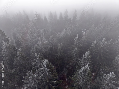 Mysterious forest shadows. Enigmatic forest scene illuminated by sparse light and concealed routes