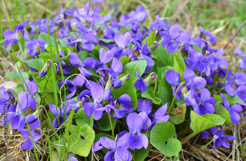 Fragrant violet (Viola odorata) grows in the wild