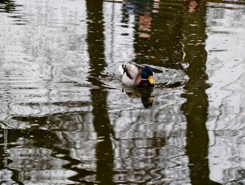 Serene duck glides over water surface. Peaceful mallard drake moves gently across reflective pond