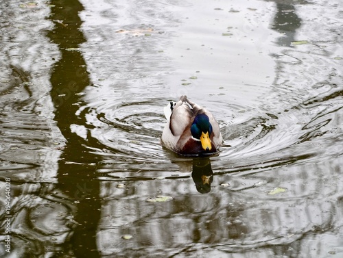 Mallard amidst gentle ripples. Male duck glides through rippling water reflections under overcast sky
