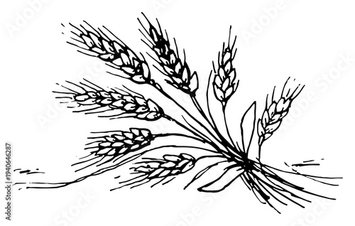 Hand drawn sketch of a bunch of wheat ears in line art style