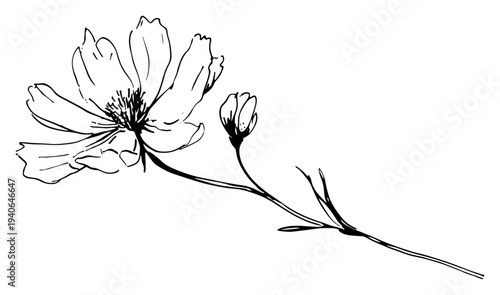 Hand drawn sketch of a beautiful cosmos flower with bud in line art style