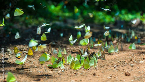 Fotografía Group of butterflies puddling on the ground and flying in nature, ThailandButte