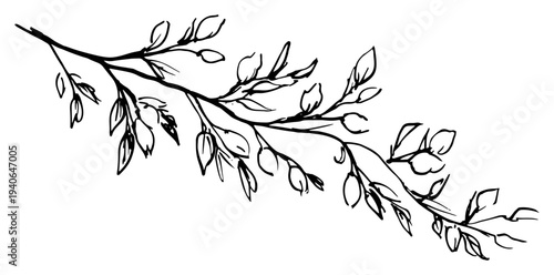 Hand drawn sketch of a leafy branch in black and white line art