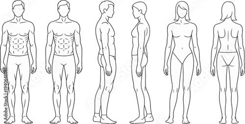 Male and female anatomy figures, human body structure illustration concept, flat vector
