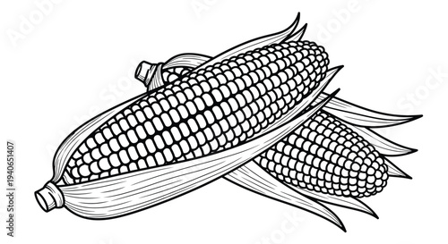 A black and white illustration depicting three ears of corn with husks