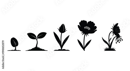 Flower life cycle depicted in a series of black silhouettes