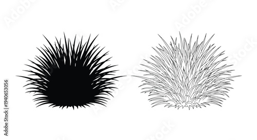 Two contrasting sea urchin illustrations one dark one light