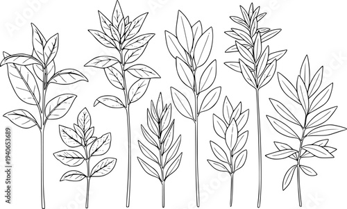 Collection of Hand Drawn Botanical Plant Stems with Leaves Outline leaf nature
