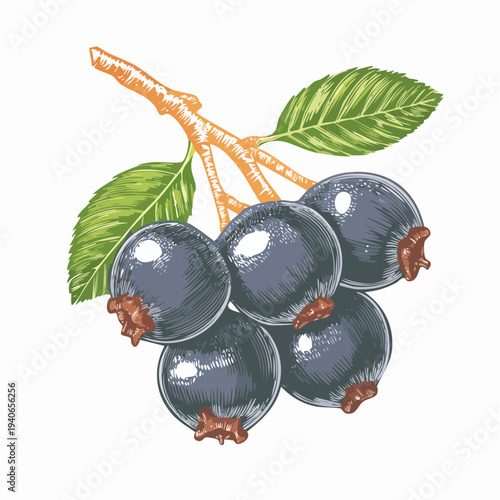 Elderberries hang from a branch with green leaves outdoors