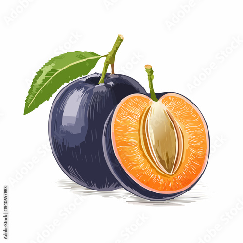 The illustration shows a cut Java plums with seeds and leafy green stem on white background