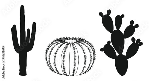 Black and white illustration of three different cactus species
