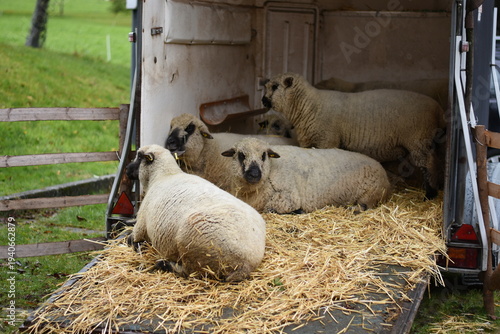 Domestic sheep in a livestock trailer