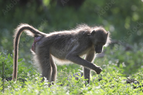 Fotografie Chacma baboon looking for something to eat in glowing morning light