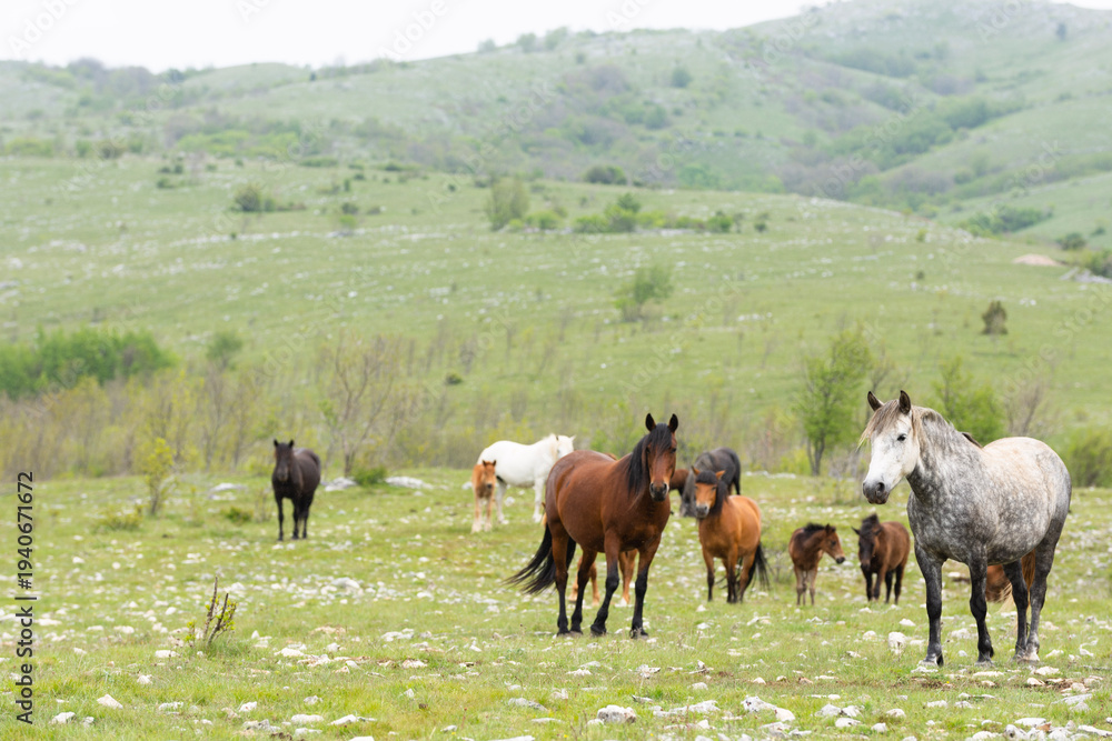 Obraz premium Herd of Bosnian horses enjoying on meadow at cloudy day