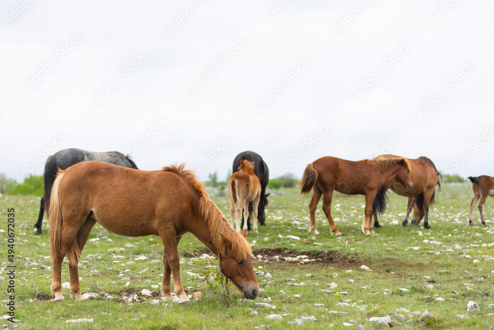 Obraz premium Herd of Bosnian horses enjoying on meadow at cloudy day
